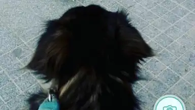 Captura de tela de Instagram Photo and Video Downloader 4