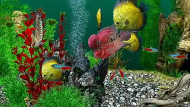 Captura de tela de AquaLife 3D 5