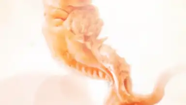 Captura de tela de Pregnancy + 16