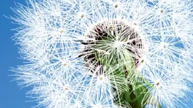 Captura de tela de Dandelion 3