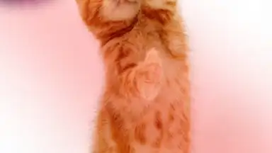 Captura de tela de Talking, Dancing Cat. 4