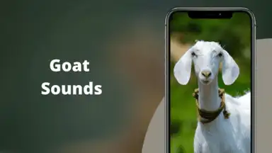 Captura de tela de Goat Sounds 2