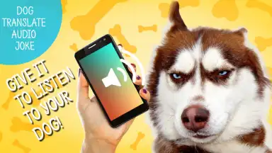 Captura de tela de Собачий Переводчик 2