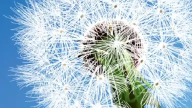 Captura de tela de Dandelion 1
