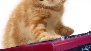 Captura de tela de Talking, Dancing Cat. 7