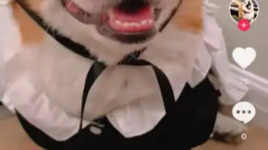 Captura de tela de Downloader for TikTok 1