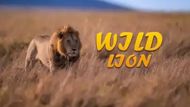 Captura de tela de Lion Simulator Animal Games 3d 1