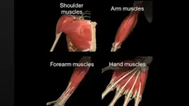 Captura de tela de 3D Anatomy Learning 1