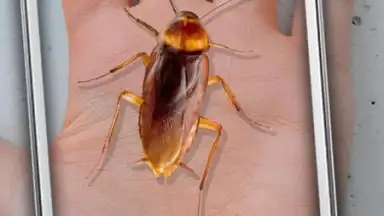 Captura de tela de Cockroach Hand Funny Joke 1