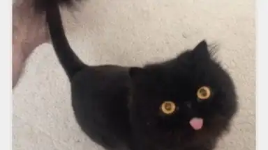 Captura de tela de Open Imgur 1