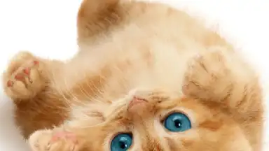 Captura de tela de Talking, Dancing Cat. 6