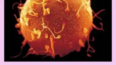 Captura de tela de Pregnancy Weekly 3