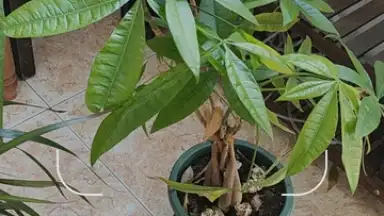 Captura de tela de Google Lens 1
