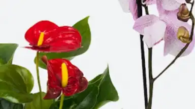 Captura de tela de Леруа Мерлен 6