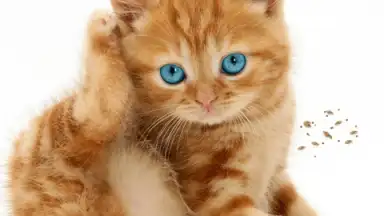 Captura de tela de Talking, Dancing Cat. 2