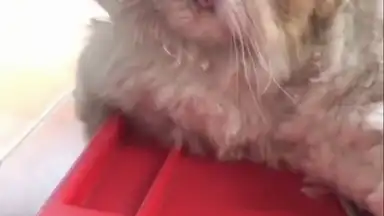 Captura de tela de Meipai 13