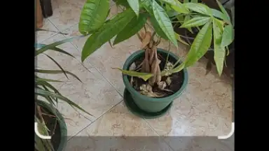 Captura de tela de Google Lens 2