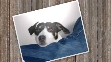 Captura de tela de SlideShow5000 FREE 6