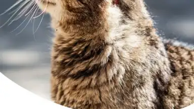 Captura de tela de Zooplus: Online pet shop 2