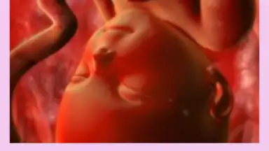 Captura de tela de Pregnancy Weekly 5