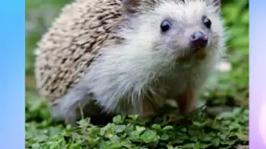 Captura de tela de Учимся читать по слогам. Угадай букву 2