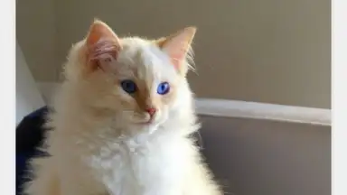 Captura de tela de Open Imgur 4