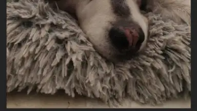 Captura de tela de InShot 15