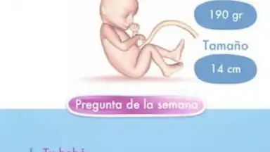 Captura de tela de Mi Embarazo 4
